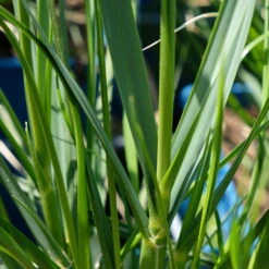 Bio Pampasgras 'Sunnigdale Silver' Silber-weiß, Topf 5 Liter -Compo Verkaufsgeschäft 0321600007 Cortaderia selloana Sunningdale Silver 5 112496