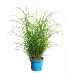 Bio Zebragras 'Little Zebra', Topf 3 Liter -Compo Verkaufsgeschäft 0321600013 Miscanthus sin Little Zebra 4 113927