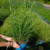 Bio Zebragras 'Little Zebra', Topf 3 Liter -Compo Verkaufsgeschäft 0321600013 Miscanthus sin Little Zebra 5 113902