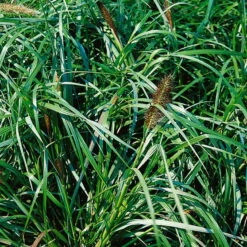 Bio Lampenputzergras 'National Arboretum' Braun, Höhe 60-80 Cm, 5 Liter Topf -Compo Verkaufsgeschäft 0321600020 Pennisetum National Arboretum beschnitten 120415
