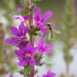 Bio Blut-Weiderich Violett, Topf-Ø 11 Cm, 3er-Set -Compo Verkaufsgeschäft 0330100088 Lythrum salicaria KB 11cm Topf rot 75711