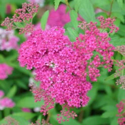 Rote Sommerspiere 'Anthony Waterer', Karminrot, Höhe 30-40 Cm, Im 5 Lt. Topf -Compo Verkaufsgeschäft 0410110717 Spiraea Anthony Waterer 2 86925