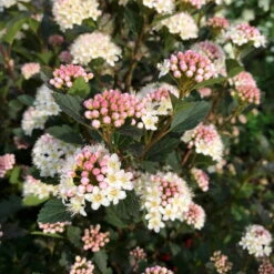 Kleinblättrige Rote Blasenspiere 'Tiny Wine'®, 3er-Set, Höhe 40-60 Cm, Topf 5 L