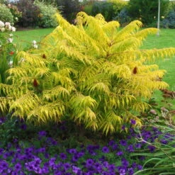 Gelbgrüner Essigbaum 'Tiger Eyes®', Rhus Typhina, Topf 5 Liter