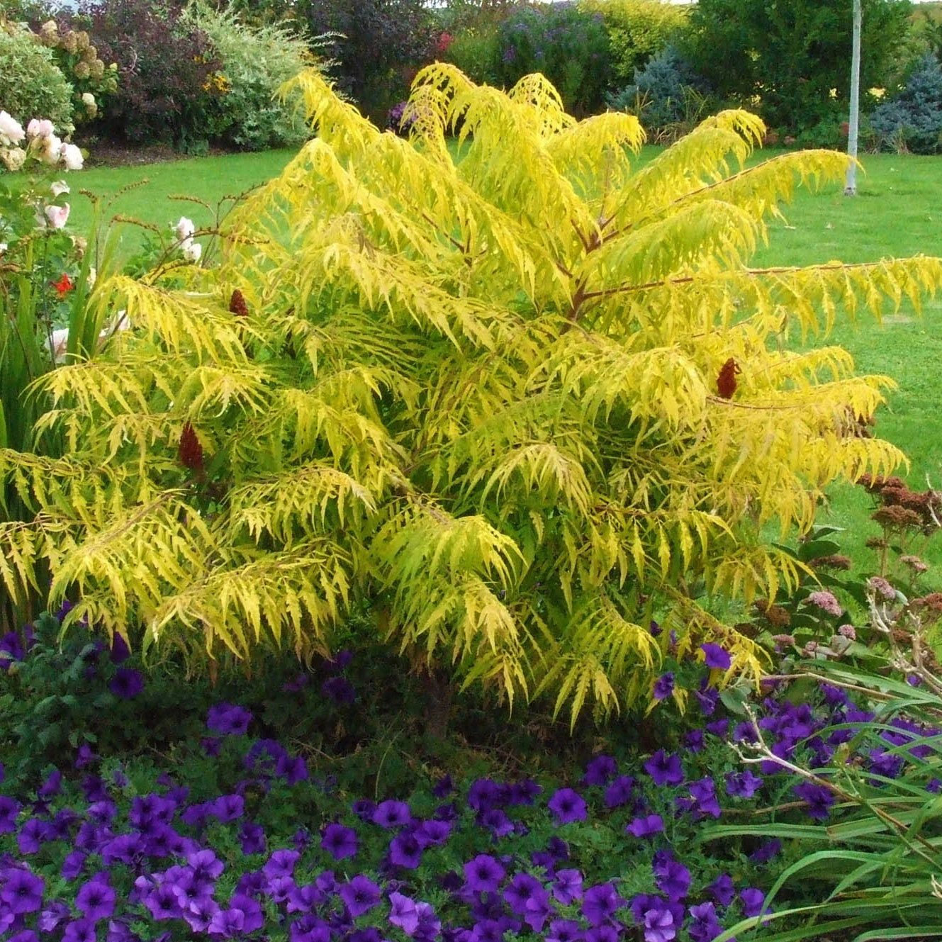 Gelbgrüner Essigbaum 'Tiger Eyes®', Rhus Typhina, Topf 5 Liter 1 Gelbgrüner Essigbaum 'Tiger Eyes®', Rhus Typhina, Topf 5 Liter
