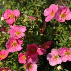 Pinker Fingerstrauch 'Lovely Pink®', Potentilla Fruticosa, Pink, Topf 5 Liter -Compo Verkaufsgeschäft 0410112173 Potentilla frut Lovely Pink 1 94842