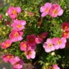 Pinker Fingerstrauch 'Lovely Pink®', Potentilla Fruticosa, Pink, Topf 5 Liter -Compo Verkaufsgeschäft 0410112173 Potentilla frut Lovely Pink 2 94841