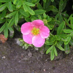 Pinker Fingerstrauch 'Lovely Pink®', Potentilla Fruticosa, Pink, Topf 5 Liter -Compo Verkaufsgeschäft 0410112173 Potentilla frut Lovely Pink 86939