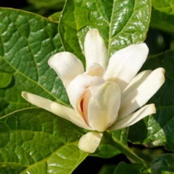 Gewürzstrauch-Set Rot-Weiß, 2er-Set, Höhe 60-80 Cm, Topf 7,5 Liter -Compo Verkaufsgeschäft 0410112620 Calycanthus Venus Detail Bluete 2 z 119693