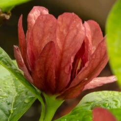 Gewürzstrauch-Set Rot-Weiß, 2er-Set, Höhe 60-80 Cm, Topf 7,5 Liter -Compo Verkaufsgeschäft 0410112620 Calycanthus raulst Hartlage Wine Detail Bluete 3 z 119695