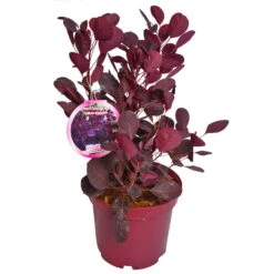 Perückenstrauch 'Lilla'®, 5er-Set, Höhe Ca. 40 Cm, Topf 4 Liter