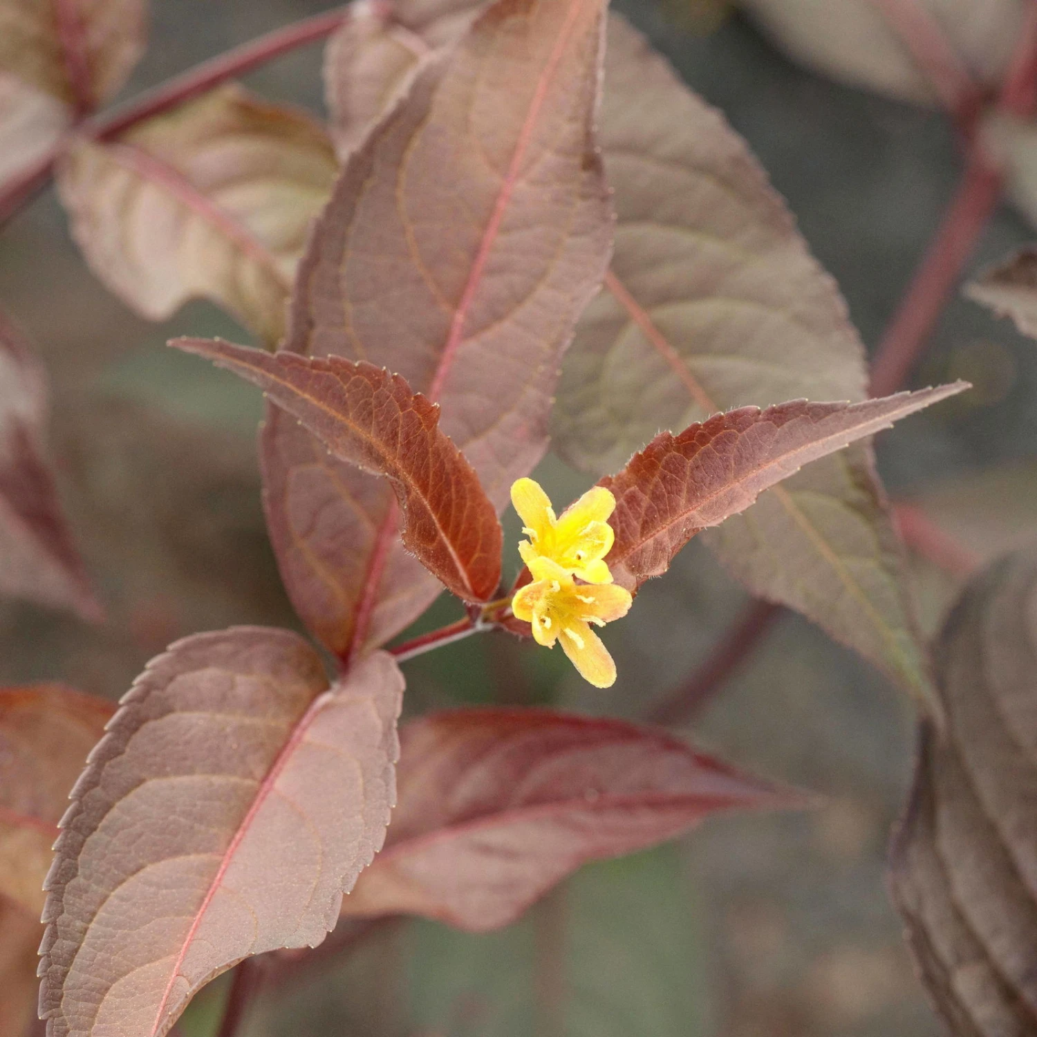 Rotlaubige Amerikanische Weigelie 'Diva'(s), Rot, 4er-Set, Topf 5 Liter 3 Rotlaubige Amerikanische Weigelie 'Diva'(s), Rot, 4er-Set, Topf 5 Liter - Image 3