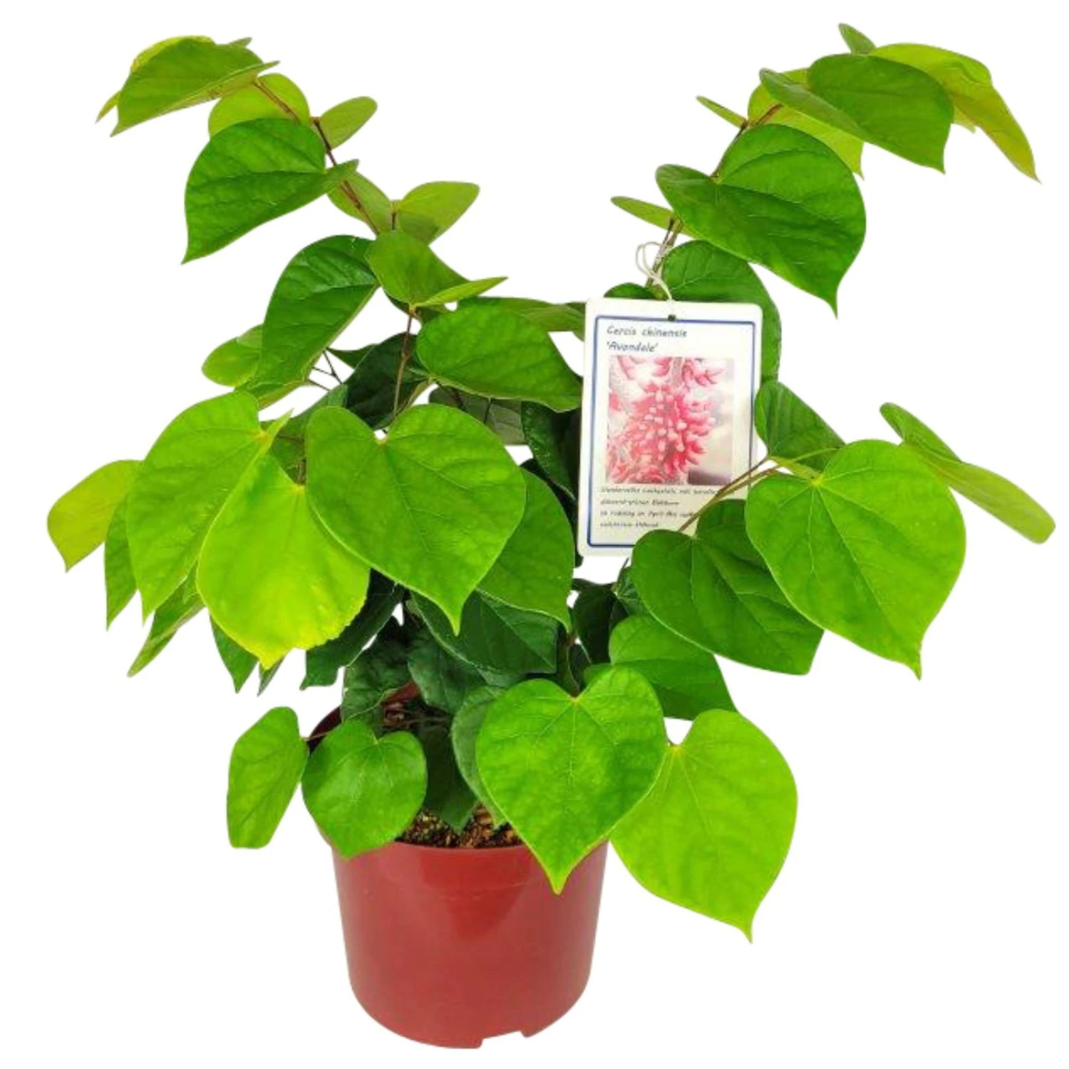 Chinesischer Judasbaum 'Avondale', 2er-Set, Höhe 40-60 Cm, Topf 5 Liter 2 Chinesischer Judasbaum 'Avondale', 2er-Set, Höhe 40-60 Cm, Topf 5 Liter - Image 2