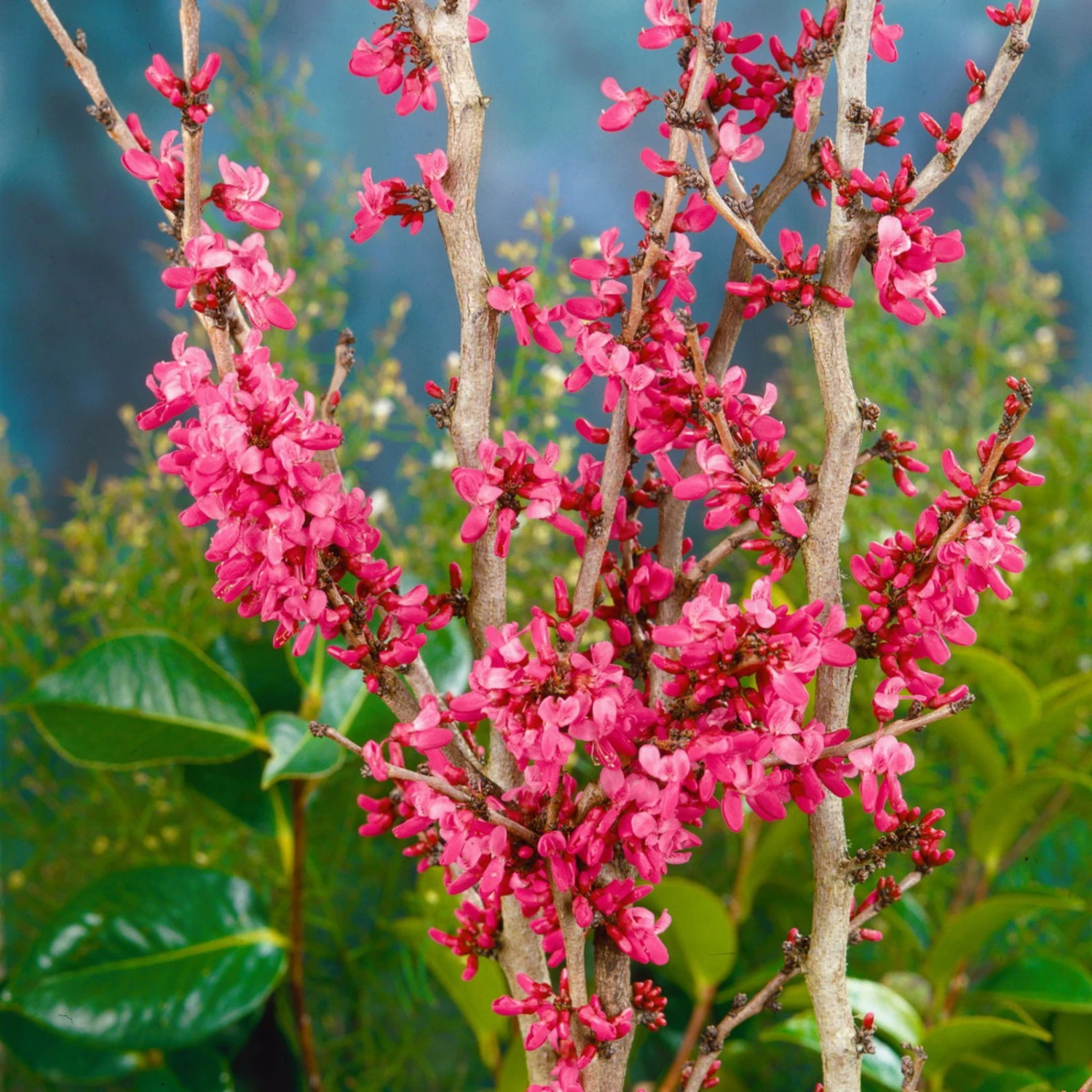 Chinesischer Judasbaum 'Avondale', 2er-Set, Höhe 40-60 Cm, Topf 5 Liter 1 Chinesischer Judasbaum 'Avondale', 2er-Set, Höhe 40-60 Cm, Topf 5 Liter