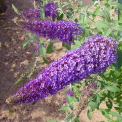 Duo-Schmetterlingsstrauch, Buddleja 'Reve De Papillion'®, Blau-pink, Topf 5 Lt. -Compo Verkaufsgeschäft 0410220176 BUDDLEJA davidii Reve de Papillon Blue 2 Kordes 78179