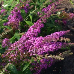 Duo-Schmetterlingsstrauch, Buddleja 'Reve De Papillion'®, Blau-pink, Topf 5 Lt. -Compo Verkaufsgeschäft 0410220177 BUDDLEJA davidii Reve de Papillon 3 pink Kordes 78181