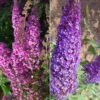 Duo-Schmetterlingsstrauch, Buddleja 'Reve De Papillion'®, Blau-pink, Topf 5 Lt. -Compo Verkaufsgeschäft 0410220178 BUDDLEJA davidii Reve de Papillon Set 89534