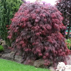 Roter Schlitzahorn 'Dissectum Garnet', Höhe 50 - 60 Cm, Topf 10 Liter -Compo Verkaufsgeschäft 0410300296 Acer palm Diss Garnet 025030040 19er Topf 1 86702