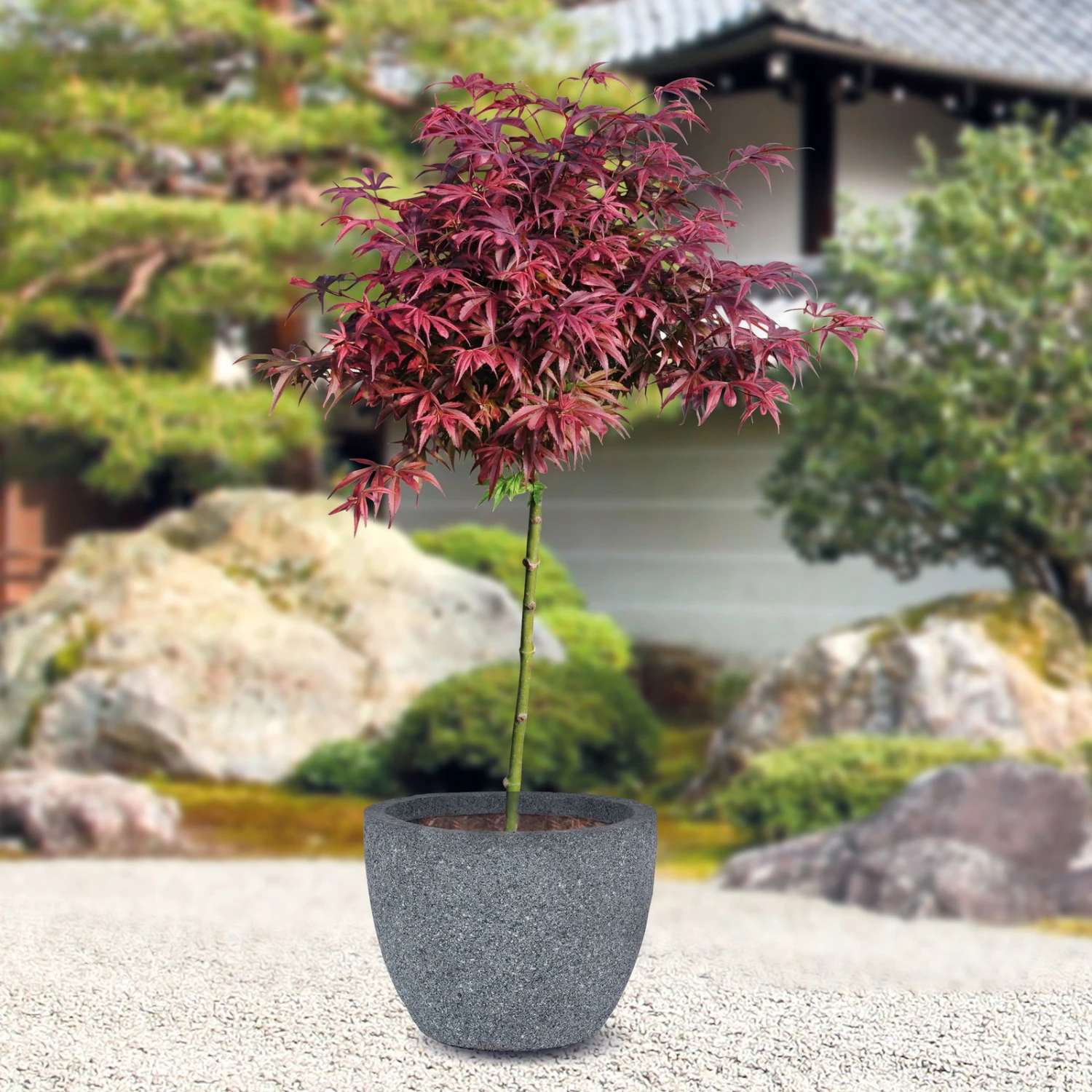 Japanischer Zwergahorn 'Shaina', Stammhöhe Ca. 40 Cm, Topf 10 Liter 2 Japanischer Zwergahorn 'Shaina', Stammhöhe Ca. 40 Cm, Topf 10 Liter - Image 2