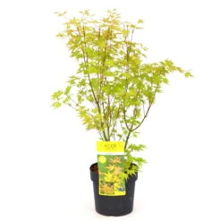 Japanischer Fächerahorn 'Orange Dream', Höhe 40 - 60 Cm, Topf-Ø 19 Cm -Compo Verkaufsgeschäft 0410300592 Acer palm Orange Dream 1 84621
