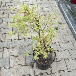 Japanischer Fächerahorn 'Butterfly', Höhe 60 - 80 Cm, Topf 7,5 Liter -Compo Verkaufsgeschäft 0410300898 acer butterfly 4 124001