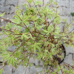 Japanischer Fächerahorn 'Butterfly', Höhe 60 - 80 Cm, Topf 7,5 Liter -Compo Verkaufsgeschäft 0410300898 acer butterfly 5 124003