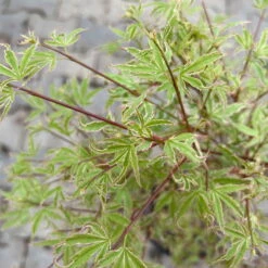 Japanischer Fächerahorn 'Butterfly', Höhe 60 - 80 Cm, Topf 7,5 Liter -Compo Verkaufsgeschäft 0410300898 acer butterfly 6 124004