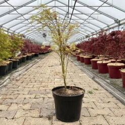 Japanischer Fächerahorn 'Butterfly', Höhe 60 - 80 Cm, Topf 7,5 Liter -Compo Verkaufsgeschäft 0410300898 acer butterfly 8 124006