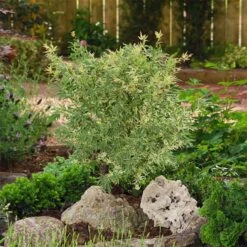 Japanischer Fächerahorn 'Butterfly', Höhe 60 - 80 Cm, Topf 7,5 Liter -Compo Verkaufsgeschäft 0410301072 Acer palm Butterfly Son und Koot 3 84626