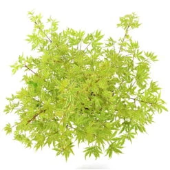 Japanischer Fächerahorn 'Butterfly', Höhe 60 - 80 Cm, Topf 7,5 Liter -Compo Verkaufsgeschäft 0410301072 Acer palm Butterfly Son und Koot 4 84629