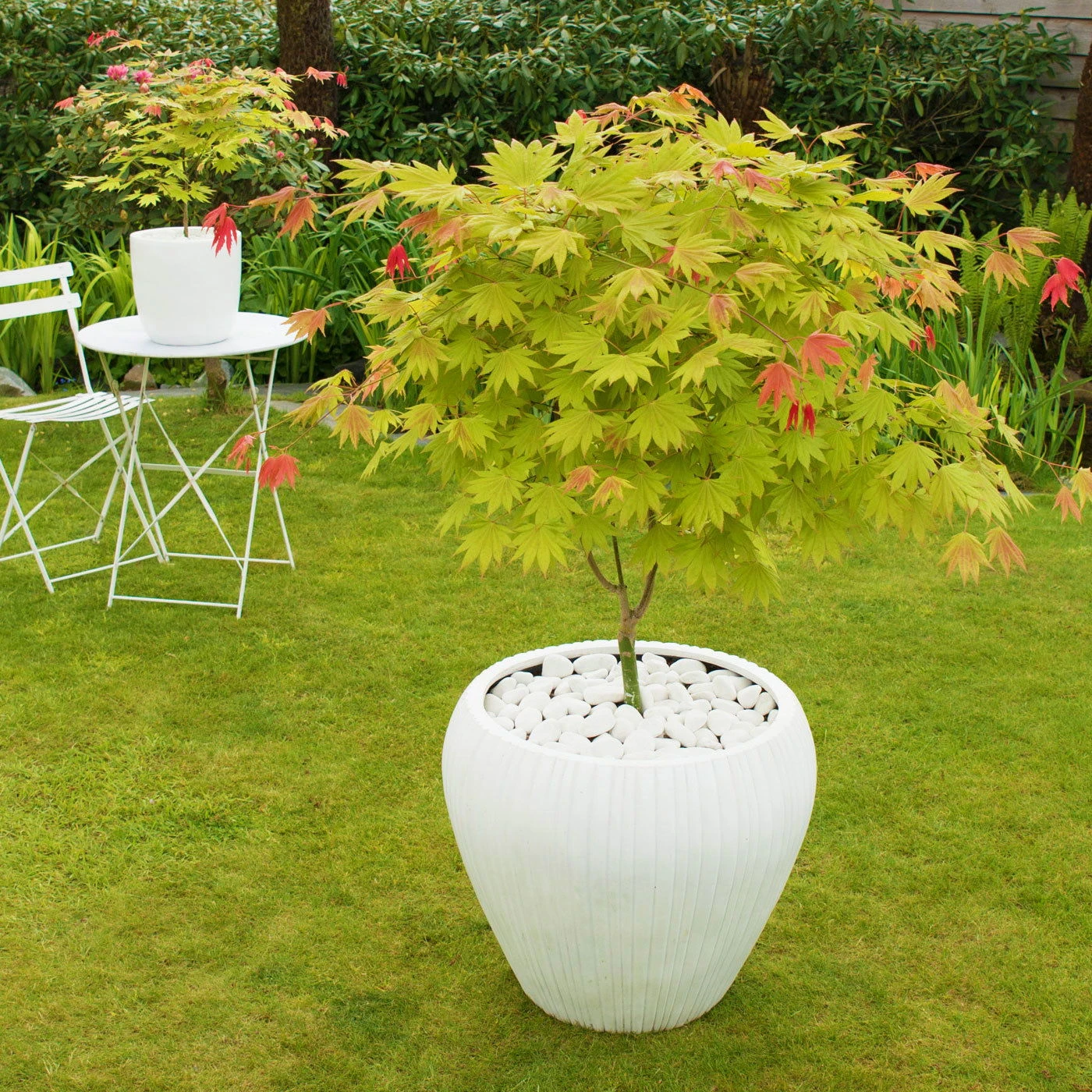 Japanischer Ahorn 'Moonrise'®PBR, Höhe 40 - 60 Cm, Topf-Ø 19 Cm 2 Japanischer Ahorn 'Moonrise'®PBR, Höhe 40 - 60 Cm, Topf-Ø 19 Cm - Image 2