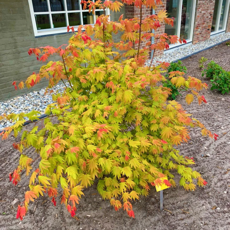 Japanischer Ahorn 'Moonrise'®PBR, Höhe 40 - 60 Cm, Topf-Ø 19 Cm 3 Japanischer Ahorn 'Moonrise'®PBR, Höhe 40 - 60 Cm, Topf-Ø 19 Cm - Image 3