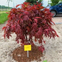 Japanischer Zwergahorn 'Peve Dave', Rotlaubig, Höhe 40 - 60 Cm, Topf-Ø 19 Cm -Compo Verkaufsgeschäft 0410301090 Acer palm Peve Dave ca60cm 19er Topf Son Koot 1 83556