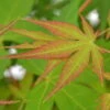 Japanischer Fächerahorn 'Katsura', Höhe 40 - 60 Cm, Topf-Ø 19 Cm -Compo Verkaufsgeschäft 0410301164 Acer palm Katsura 2 84637