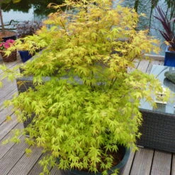 Japanischer Fächerahorn 'Katsura', Höhe 40 - 60 Cm, Topf-Ø 19 Cm -Compo Verkaufsgeschäft 0410301164 Acer palm Katsura 3 84638