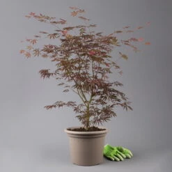 Roter Fächerahorn 'Trompenburg', Höhe 80-100 Cm, Topf 10 Liter