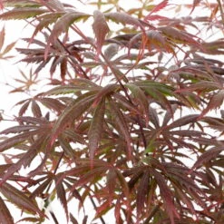 Roter Fächerahorn 'Trompenburg', Höhe 80-100 Cm, Topf 10 Liter -Compo Verkaufsgeschäft 0410301210 acer trompenburg 2 124806