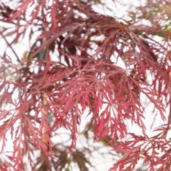 Roter Schlitzahorn 'Dissectum Garnet', Höhe 50 - 60 Cm, Topf 10 Liter -Compo Verkaufsgeschäft 0410301241 acer diss garnet 2 124808