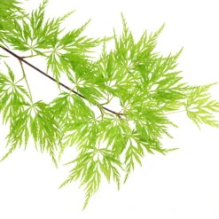 Fächerahorn 'Emerald Lace', Höhe 60-80 Cm, Topf 10 Liter -Compo Verkaufsgeschäft 0410301299 Acer palm Emerald Lace 120008