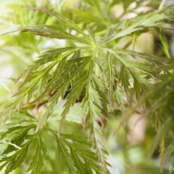 Fächerahorn 'Emerald Lace', Höhe 60-80 Cm, Topf 10 Liter -Compo Verkaufsgeschäft 0410301299 Acer palm Emerald Lace 1 1 120006