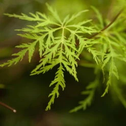 Fächerahorn 'Emerald Lace', Höhe 60-80 Cm, Topf 10 Liter -Compo Verkaufsgeschäft 0410301299 Acer palm Emerald Lace 2 1 120007