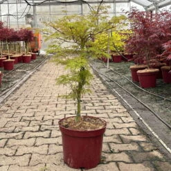 Fächerahorn 'Emerald Lace', Höhe 60-80 Cm, Topf 10 Liter -Compo Verkaufsgeschäft 0410301299 acer emerald lace 2 124024