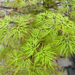 Fächerahorn 'Emerald Lace', Höhe 60-80 Cm, Topf 10 Liter -Compo Verkaufsgeschäft 0410301299 acer emerald lace 4 124025