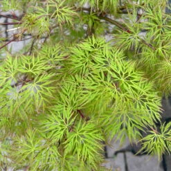 Fächerahorn 'Emerald Lace', Höhe 60-80 Cm, Topf 10 Liter -Compo Verkaufsgeschäft 0410301299 acer emerald lace 5 124026
