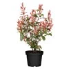Kompakte Glanzmispel, Höhe 60-80 Cm, Topf 7,5 Liter, 15er-Set -Compo Verkaufsgeschäft 0410350267 Photinia Robusta Compacta 25er Set2 106269