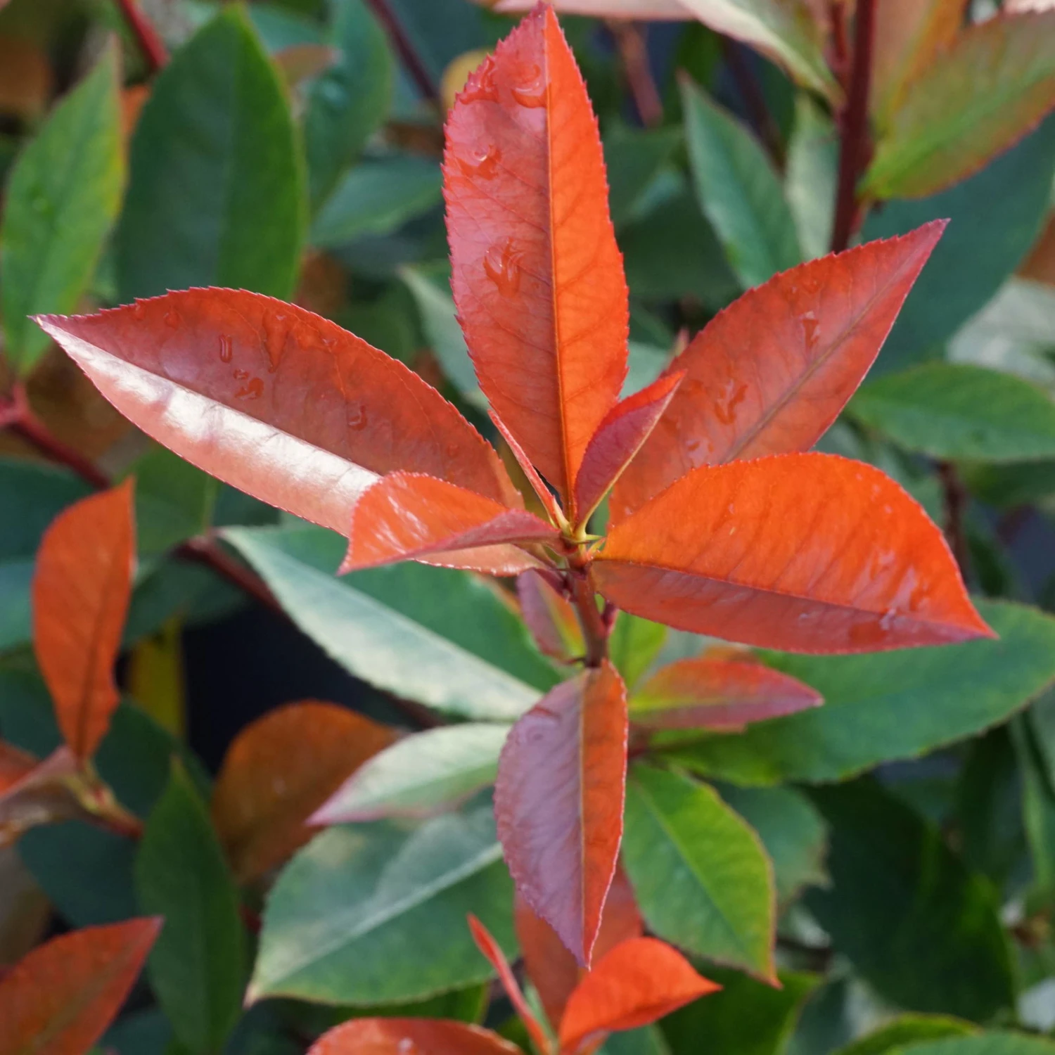 Kompakte Glanzmispel, Höhe 60-80 Cm, Topf 7,5 Liter, 15er-Set 2 Kompakte Glanzmispel, Höhe 60-80 Cm, Topf 7,5 Liter, 15er-Set - Image 2