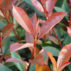 Kompakte Glanzmispel, Höhe 60-80 Cm, Topf 7,5 Liter, 15er-Set 9 Kompakte Glanzmispel, Höhe 60-80 Cm, Topf 7,5 Liter, 15er-Set -Compo Verkaufsgeschäft 0410350291 0410112973 0410870693 0410870695 photinia fraseri carre rouge 3 122778