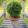 Japanischer Spindelstrauch 'Green Wonder'®, 2er-Set, Grün, Kugel 25-30 Cm -Compo Verkaufsgeschäft 0410360290 0410360291 Euonymus Green Wonder 1 104785