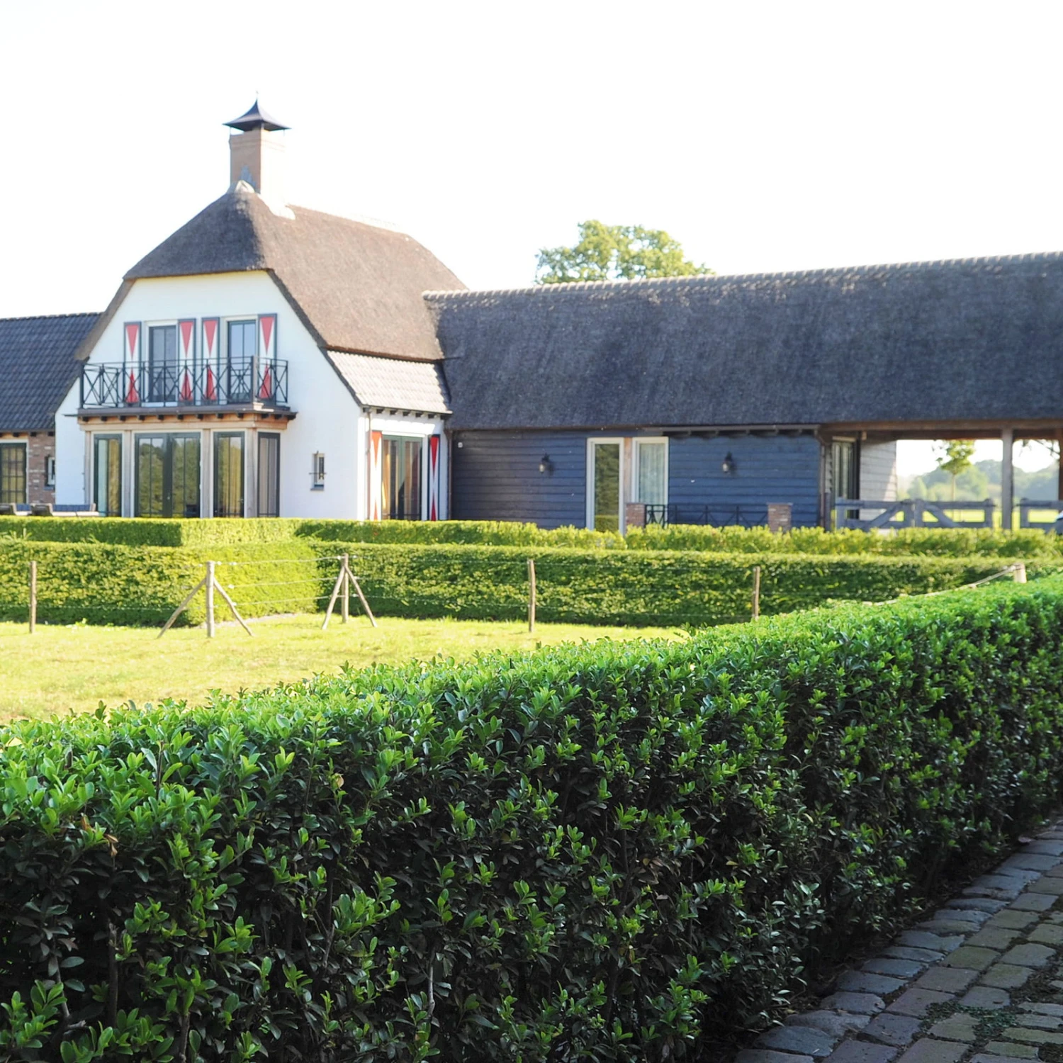 Stechpalme 'Impala®', 5er-Set, Höhe 50-60 Cm, Topf 5 Liter 2 Stechpalme 'Impala®', 5er-Set, Höhe 50-60 Cm, Topf 5 Liter - Image 2