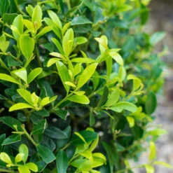 Stechpalme 'Impala®', 50er-Set, Höhe 50-60 Cm, Topf 5 Liter -Compo Verkaufsgeschäft 0410450790 Ilex max Impala 3 104013 4